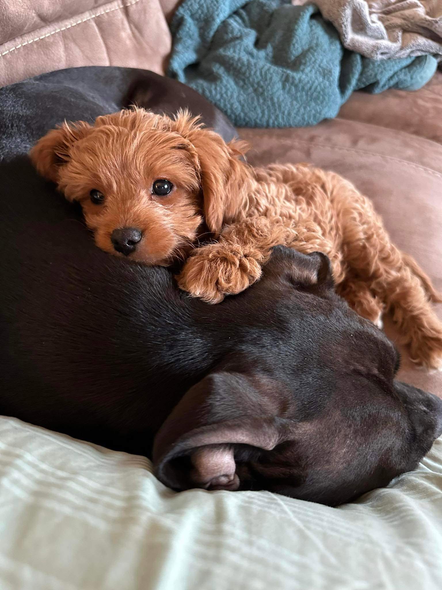 A puppy resting on an older dog, curled up together on a couch