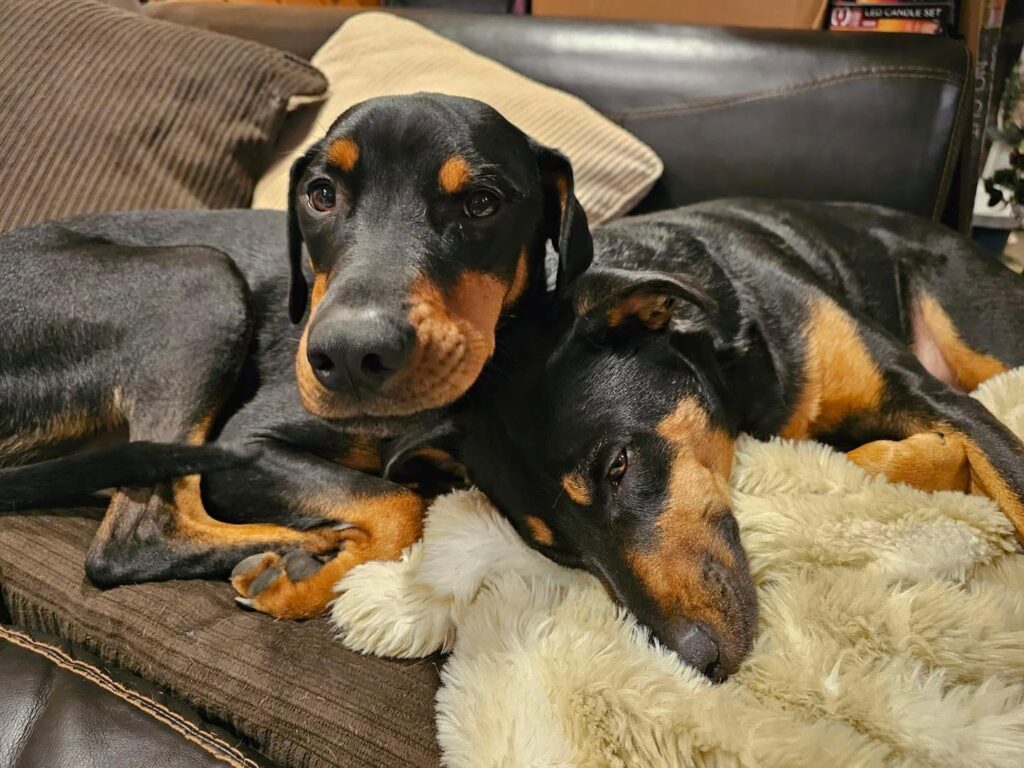 Two hounds curled up together on a couch