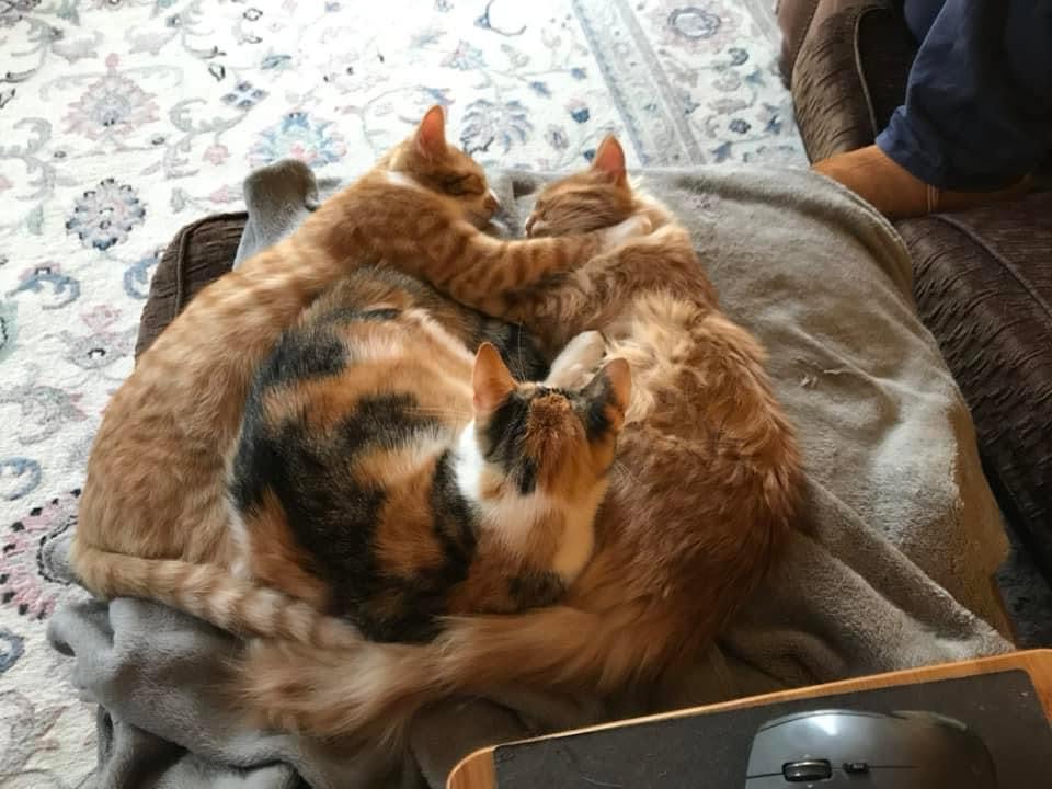 Two cats curled up together on a bed