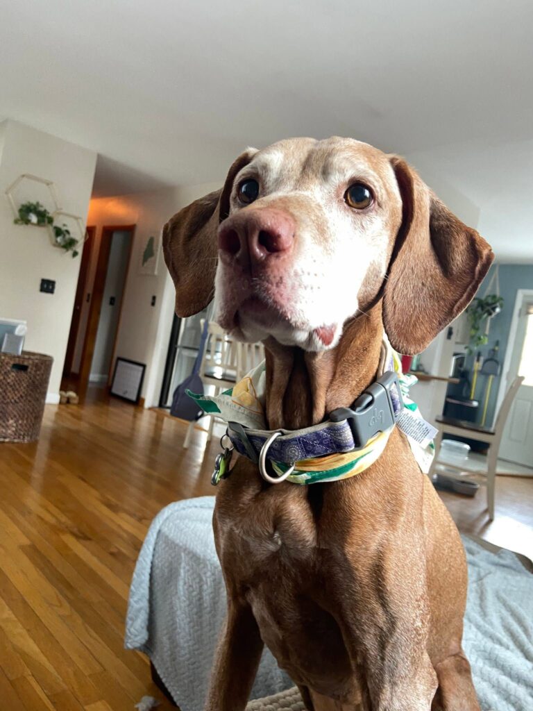 A hound waiting at the door, collar on, for a drop-in visit
