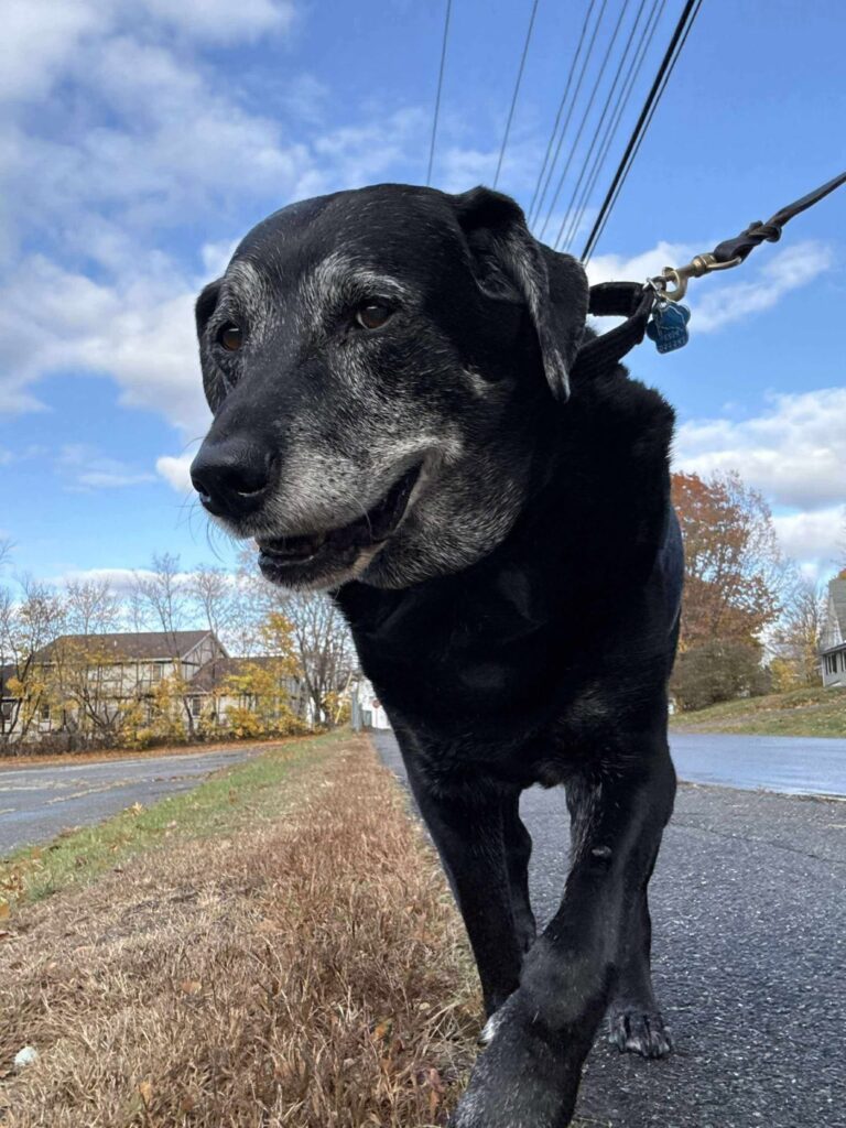 A senior black Labrador walking on a leash along a neighbourhood road in autumn