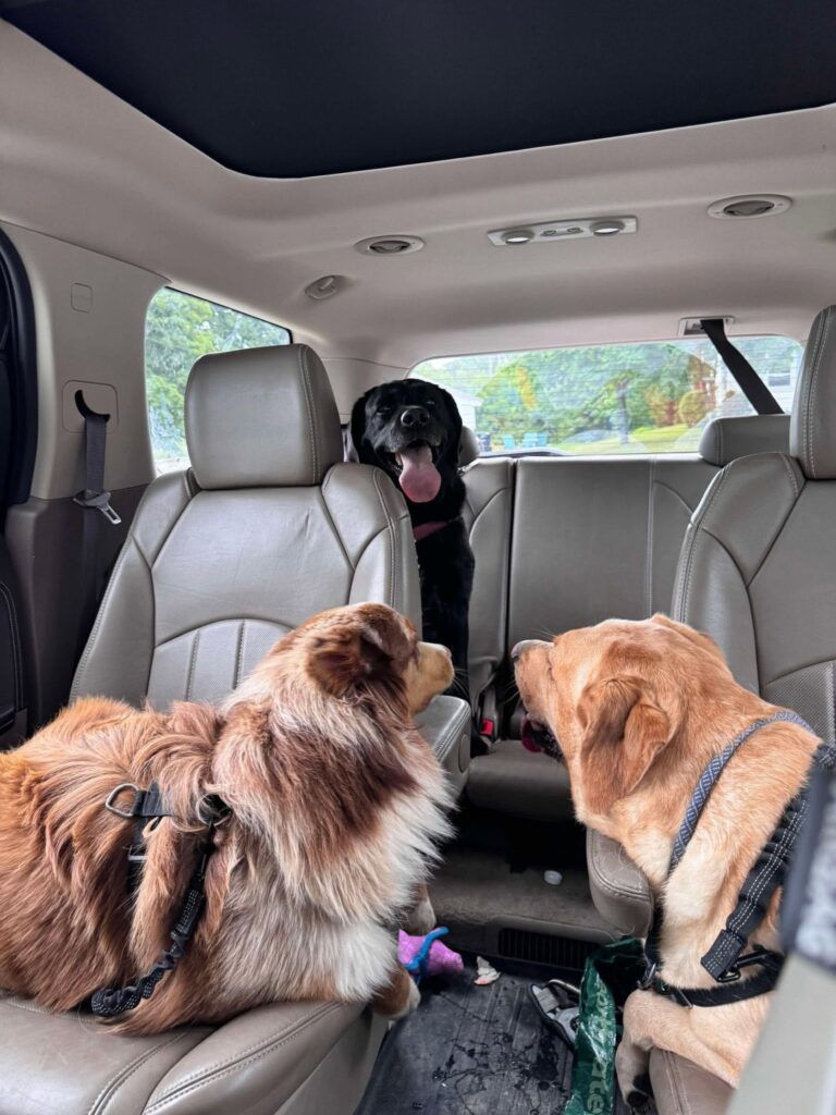 Three harnessed dogs riding in the back of the car on a transport run